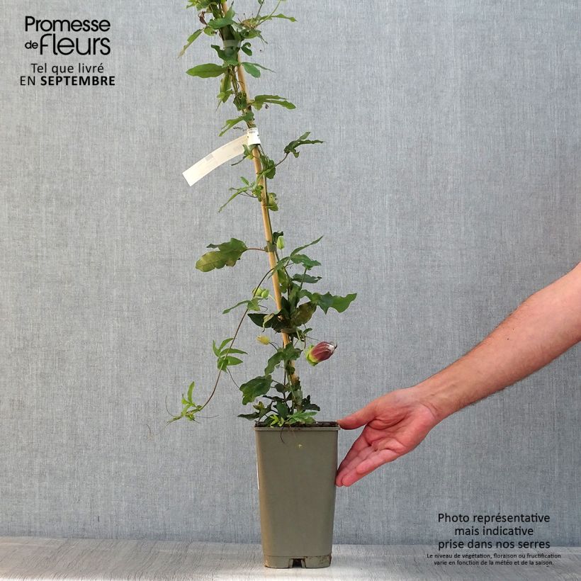Ejemplar de Passiflora Lady Betty Myles Young - Flor de la pasión Maceta 3L/4L entregado en verano