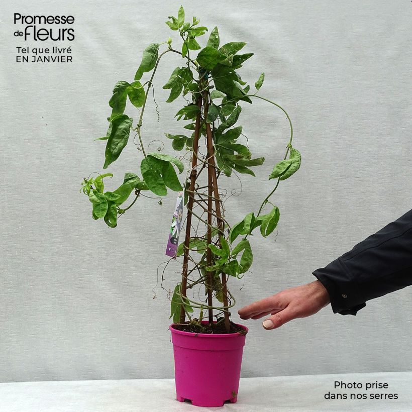 Passiflora allardii - Flor de la pasión Maceta 2L/3L Ejemplar entregado en invierno