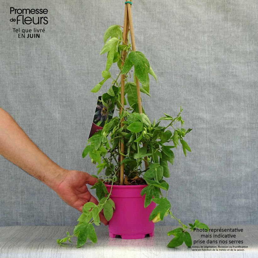 Ejemplar de Passiflora allardii - Flor de la pasión Maceta 2L/3L entregado en verano