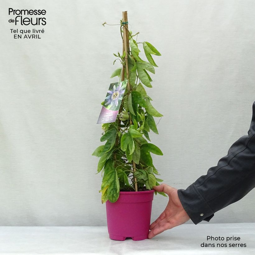 Passiflora allardii - Flor de la pasión Maceta 2L/3L Ejemplar entregado en la primavera