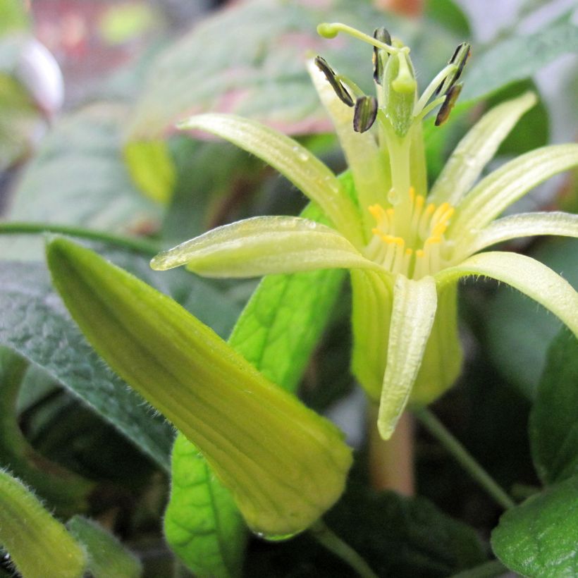 Passiflora citrina - Flor de la pasión (Floración)
