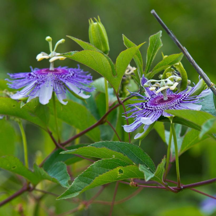 Passiflora incarnata - Flor de la pasión (Floración)
