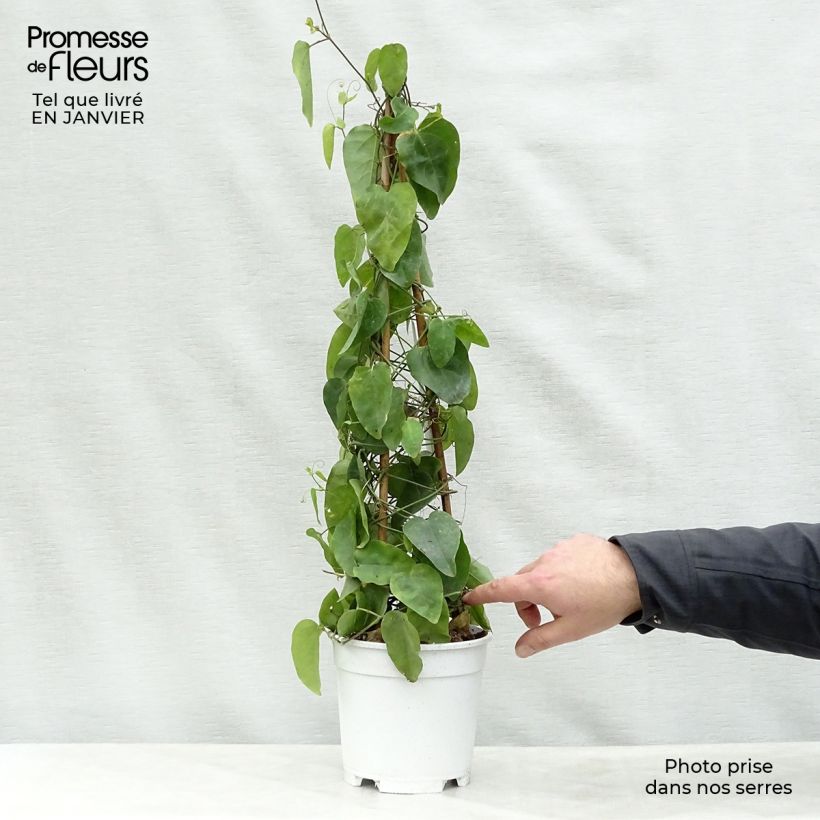 Passiflora mucronata - Flor de la pasión Maceta 2L/3L Ejemplar entregado en invierno