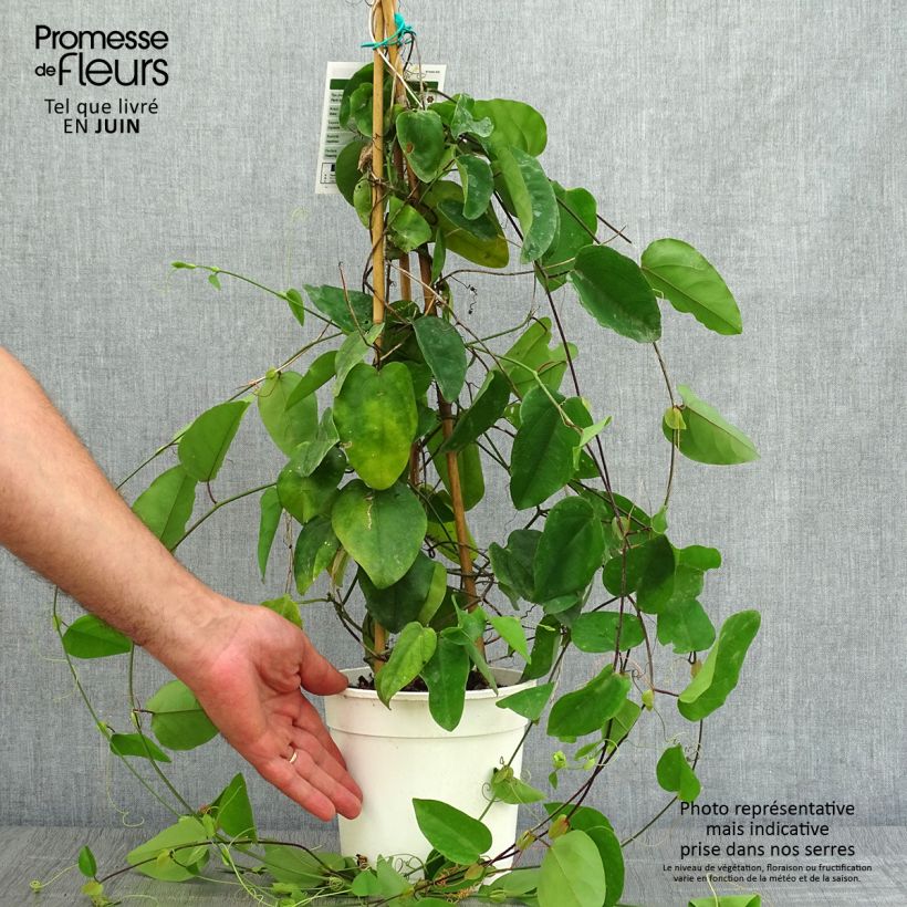 Ejemplar de Passiflora mucronata - Flor de la pasión Maceta 2L/3L entregado en verano
