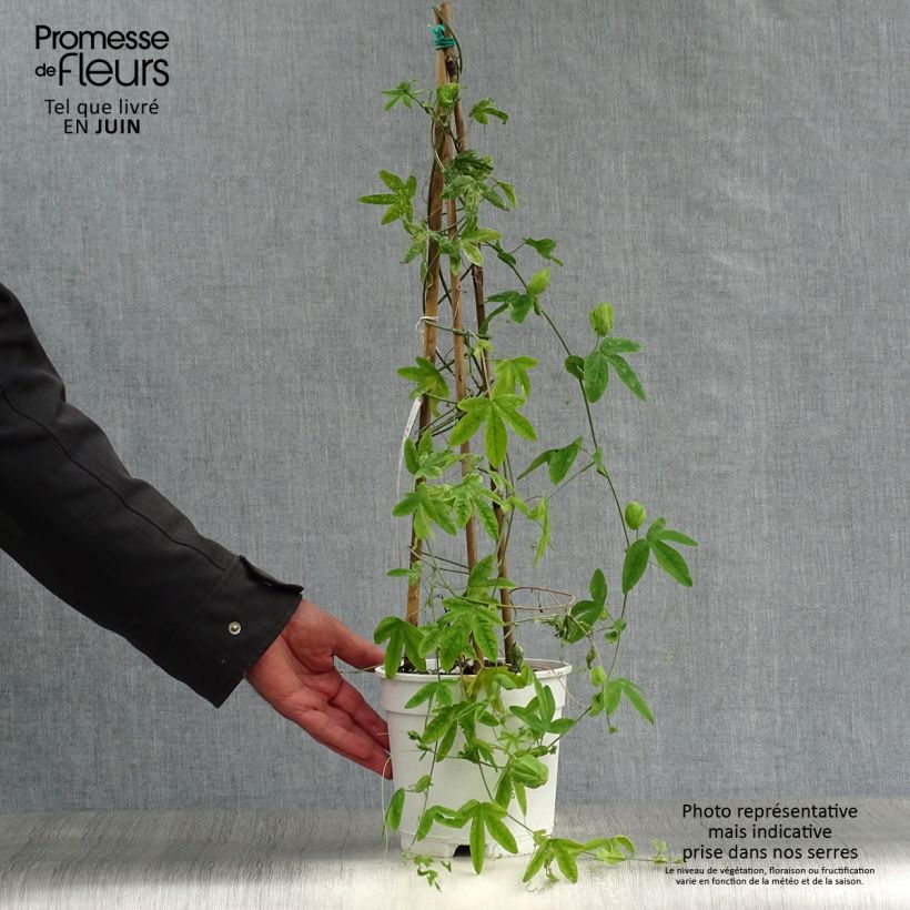 Ejemplar de Passiflora subpeltata - Pasiflora blanca Maceta 2L/3L entregado en verano
