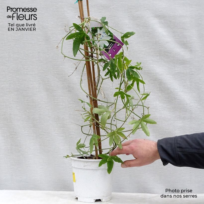Passiflora subpeltata - Pasiflora blanca Maceta 2L/3L Ejemplar entregado en invierno