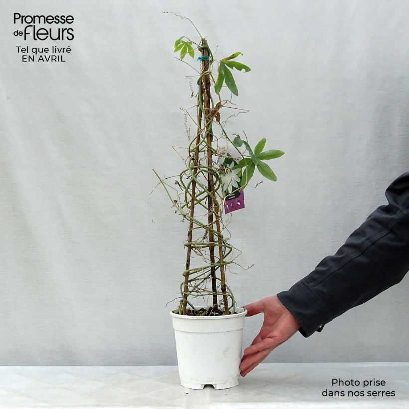 Passiflora subpeltata - Pasiflora blanca Maceta 2L/3L Ejemplar entregado en la primavera
