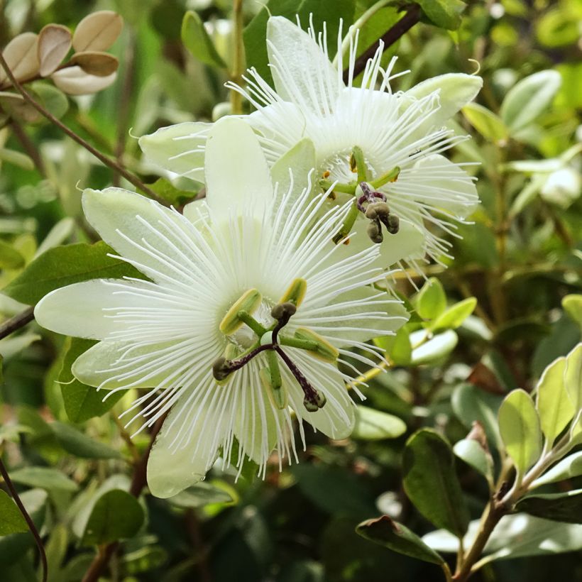 Passiflora subpeltata - Pasiflora blanca (Floración)
