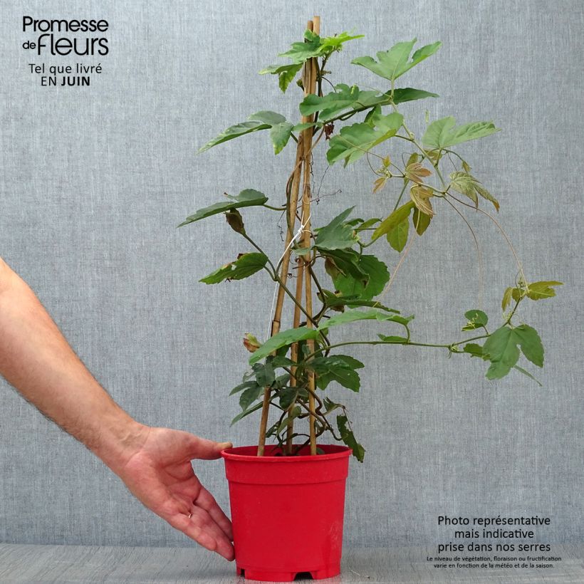 Ejemplar de Passiflora vitifolia - Pasiflora perfumada Maceta 2L/3L entregado en verano