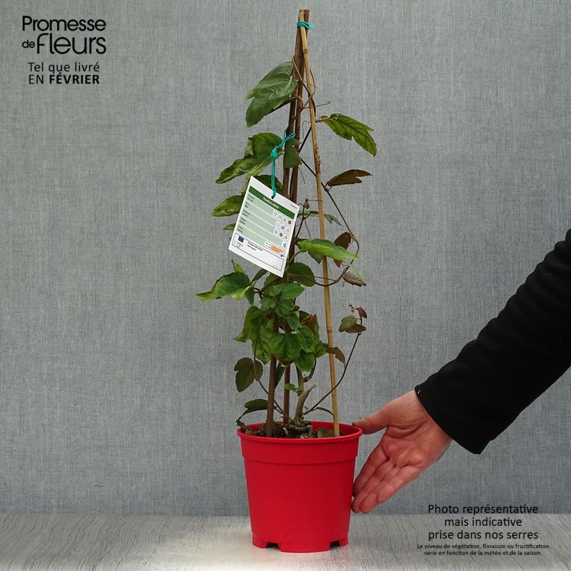Passiflora vitifolia - Pasiflora perfumada Maceta 2L/3L Ejemplar entregado en invierno