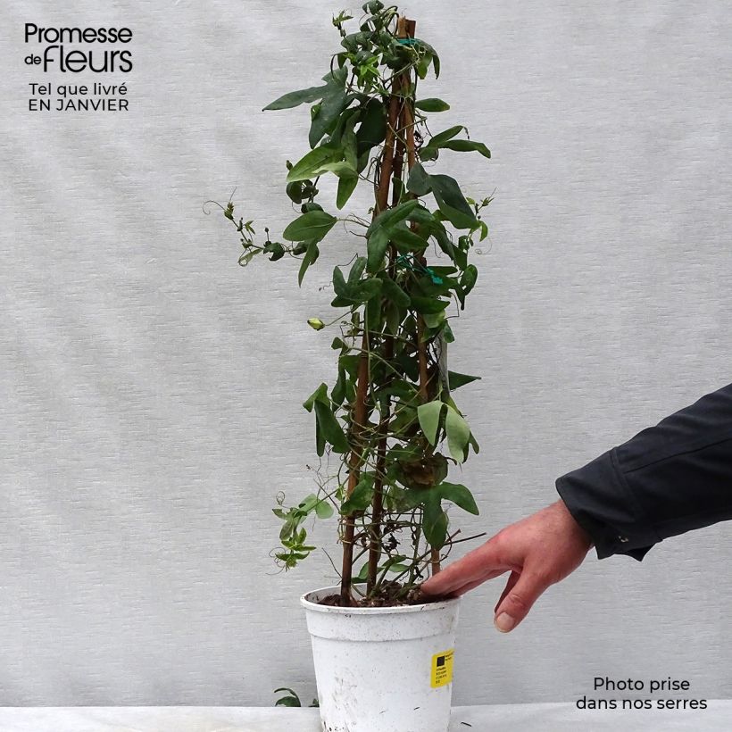 Passiflora Amethyst Blanche - Flor de la pasión Maceta 2L/3L Ejemplar entregado en invierno