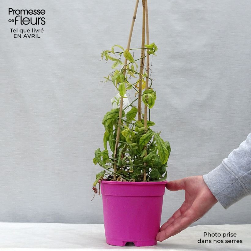 Passiflora Anastasia - Flor de la pasión Maceta 2L/3L Ejemplar entregado en la primavera