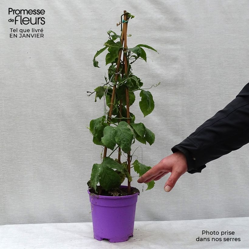 Passiflora Byron Beauty - Flor de la pasión Maceta 2L/3L Ejemplar entregado en invierno