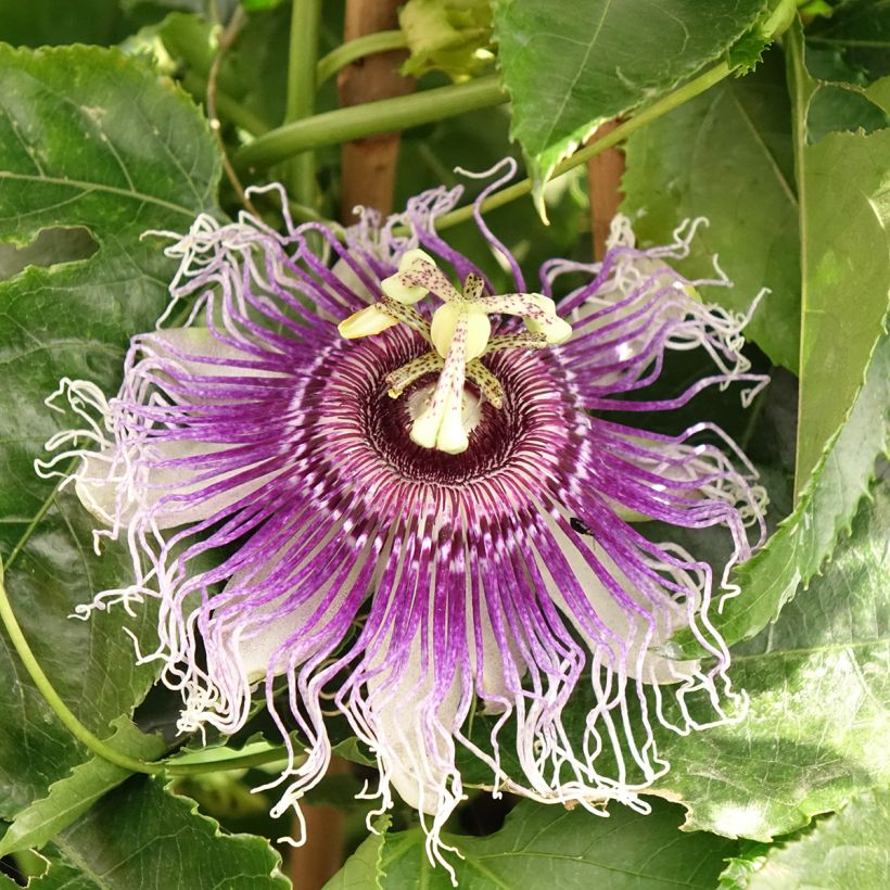 Passiflora Byron Beauty - Flor de la pasión (Floración)
