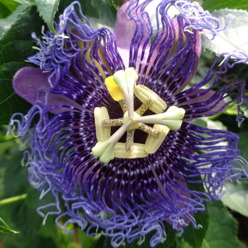 Passiflora Essenza - Flor de la pasión (Floración)