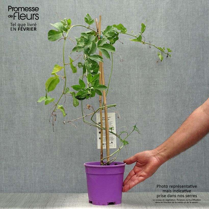 Ejemplar de Passiflora Essenza - Flor de la pasión Maceta 2L/3L entregado en otoño