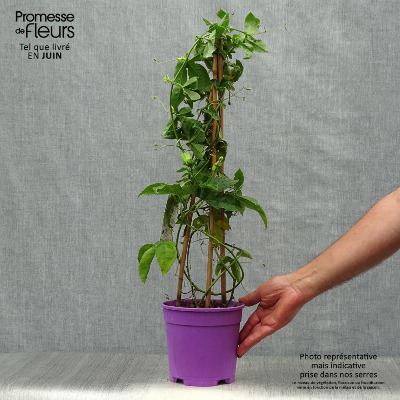 Ejemplar de Passiflora Essenza - Flor de la pasión Maceta 2L/3L entregado en verano