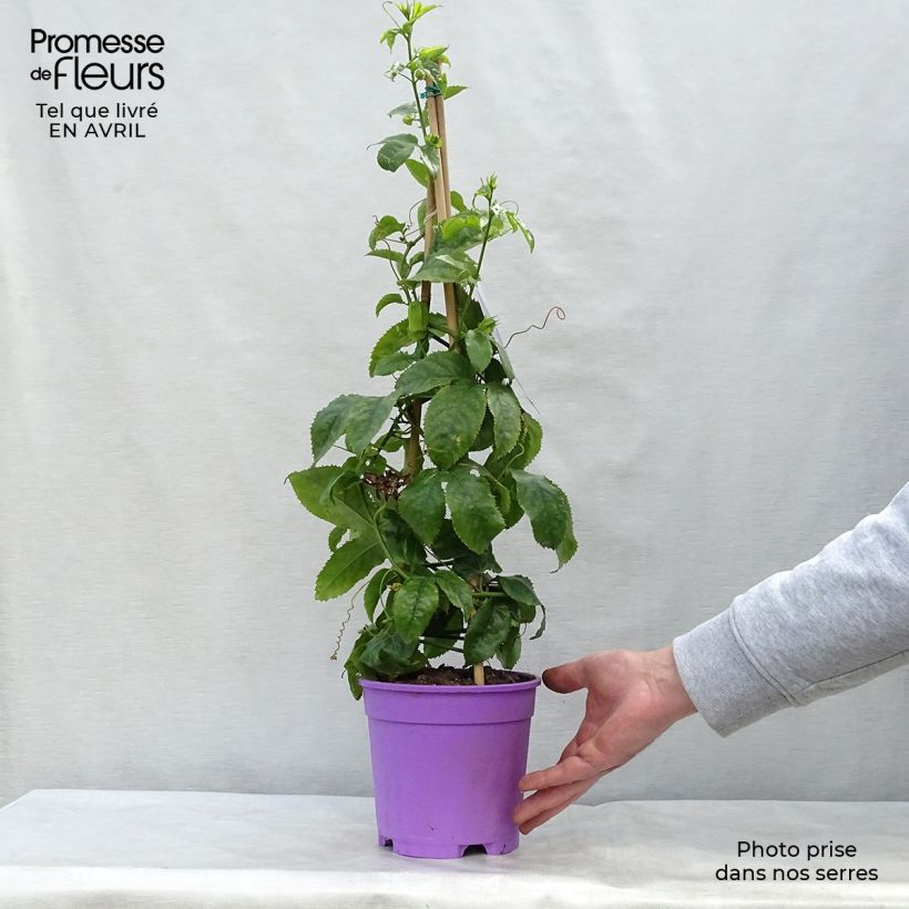 Passiflora Essenza - Flor de la pasión Maceta 2L/3L Ejemplar entregado en la primavera
