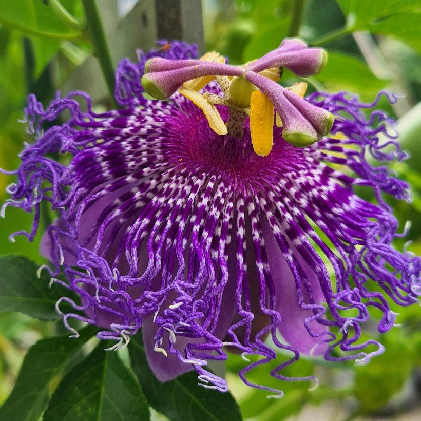 Passiflora Incense - Flor de la pasión (Floración)