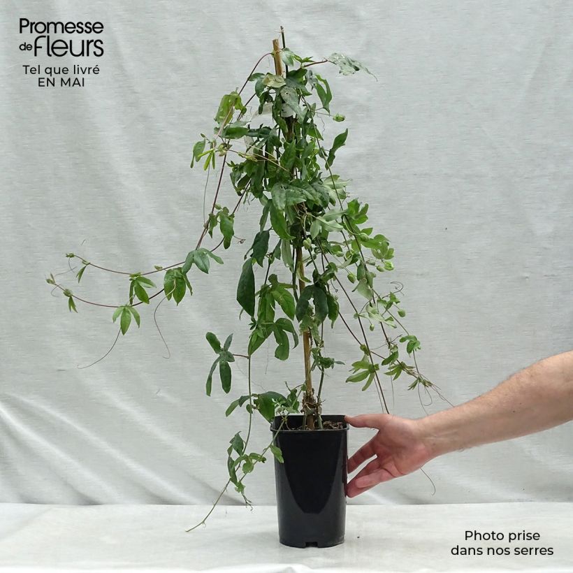 Passiflora Lady Betty Myles Young - Flor de la pasión Maceta 3L/4L Ejemplar entregado en la primavera