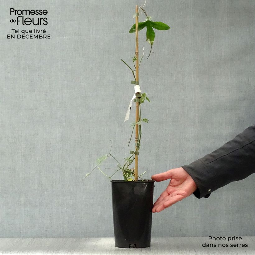 Passiflora Lady Betty Myles Young - Flor de la pasión Maceta 3L/4L Ejemplar entregado en invierno