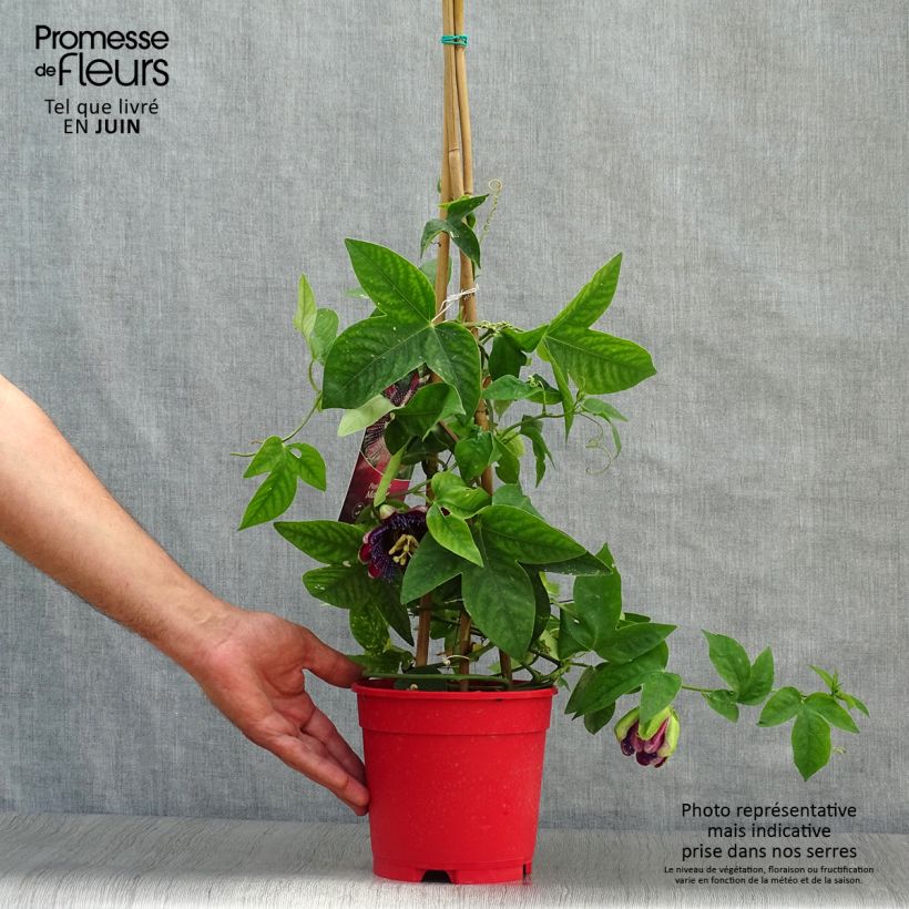 Ejemplar de Passiflora Marijke - Flor de la pasión Maceta 2L/3L entregado en verano