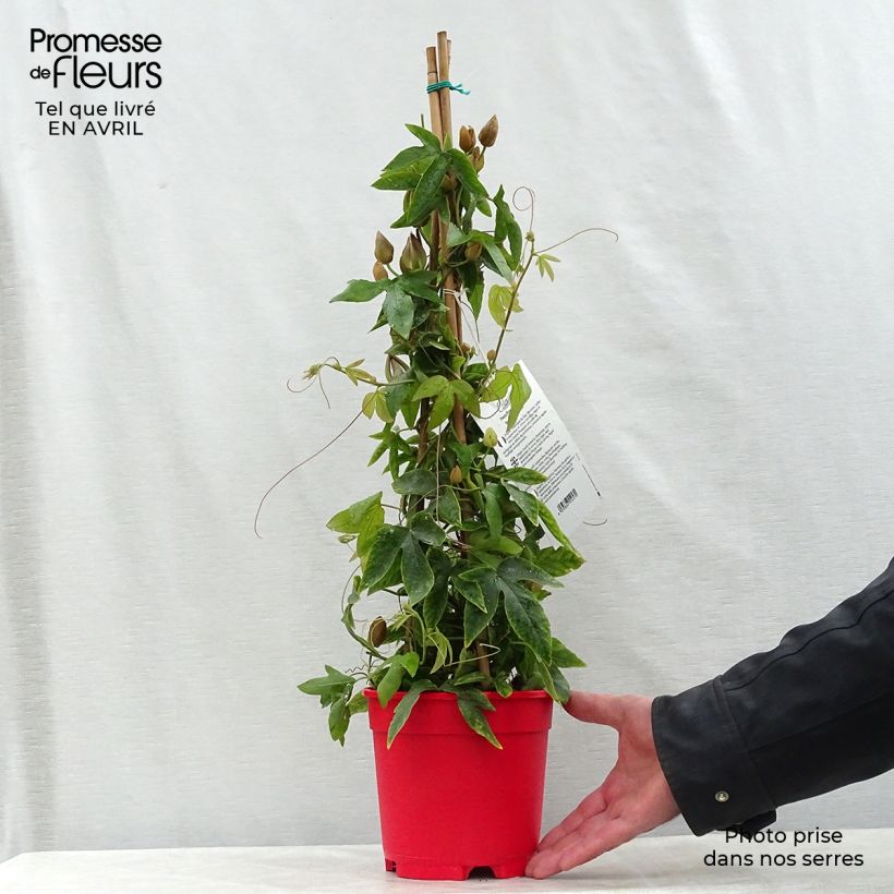 Passiflora Michael - Flor de la pasión Maceta 2L/3L Ejemplar entregado en la primavera