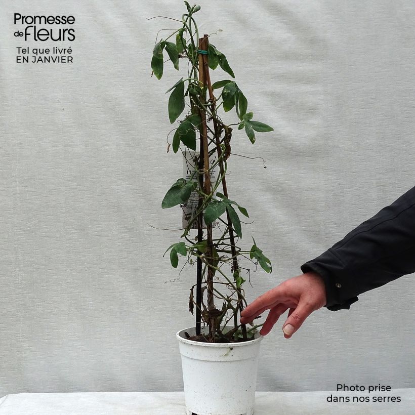 Passiflora Panda - Flor de la pasión Maceta 2L/3L Ejemplar entregado en invierno