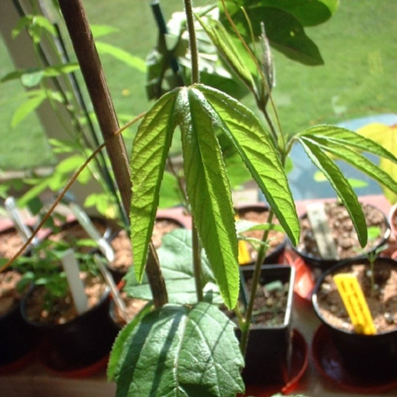 Passiflora Exoniensis - Flor de la pasión (Follaje)
