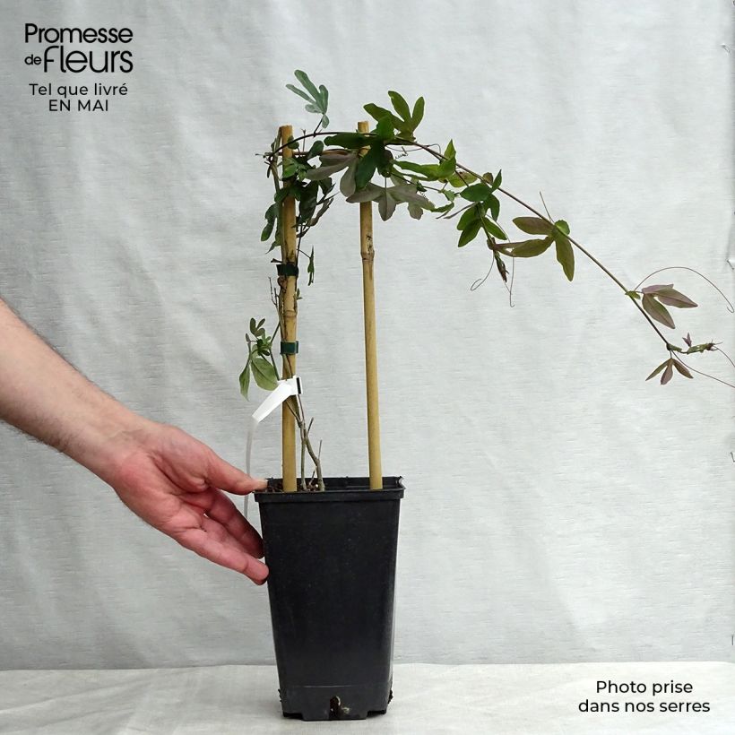 Passiflora Purple Passion - Flor de la pasión Maceta 2L/3L Ejemplar entregado en la primavera