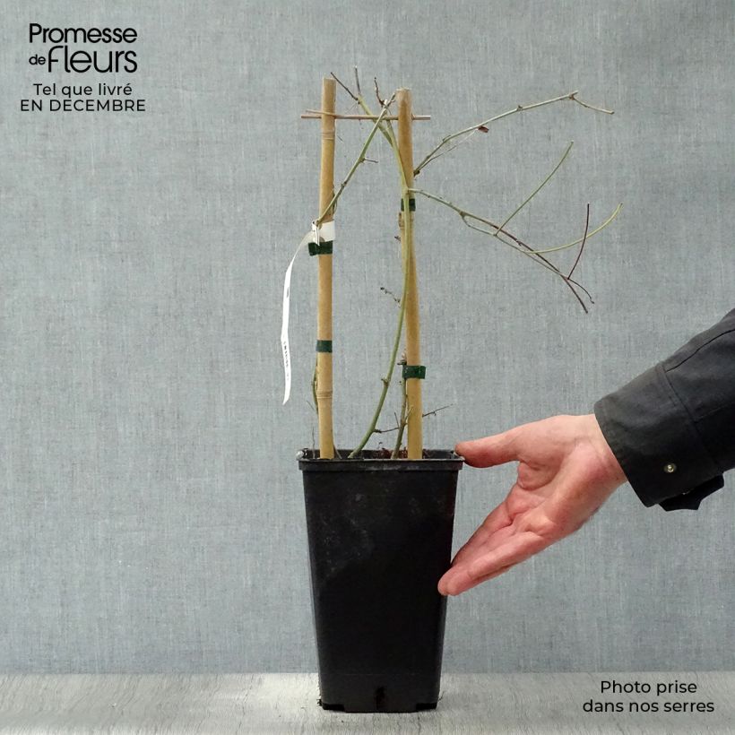 Passiflora Purple Passion - Flor de la pasión Maceta 2L/3L Ejemplar entregado en invierno