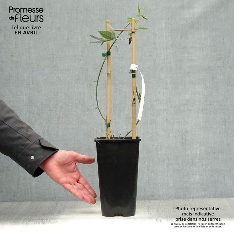 Passiflora hybrida Snow Queen - Flor de la pasión Maceta 2L/3L Ejemplar entregado en la primavera