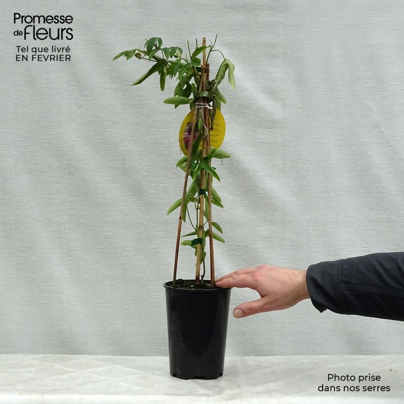 Passiflora Victoria - Flor de la pasión Maceta 2L/3L Ejemplar entregado en invierno