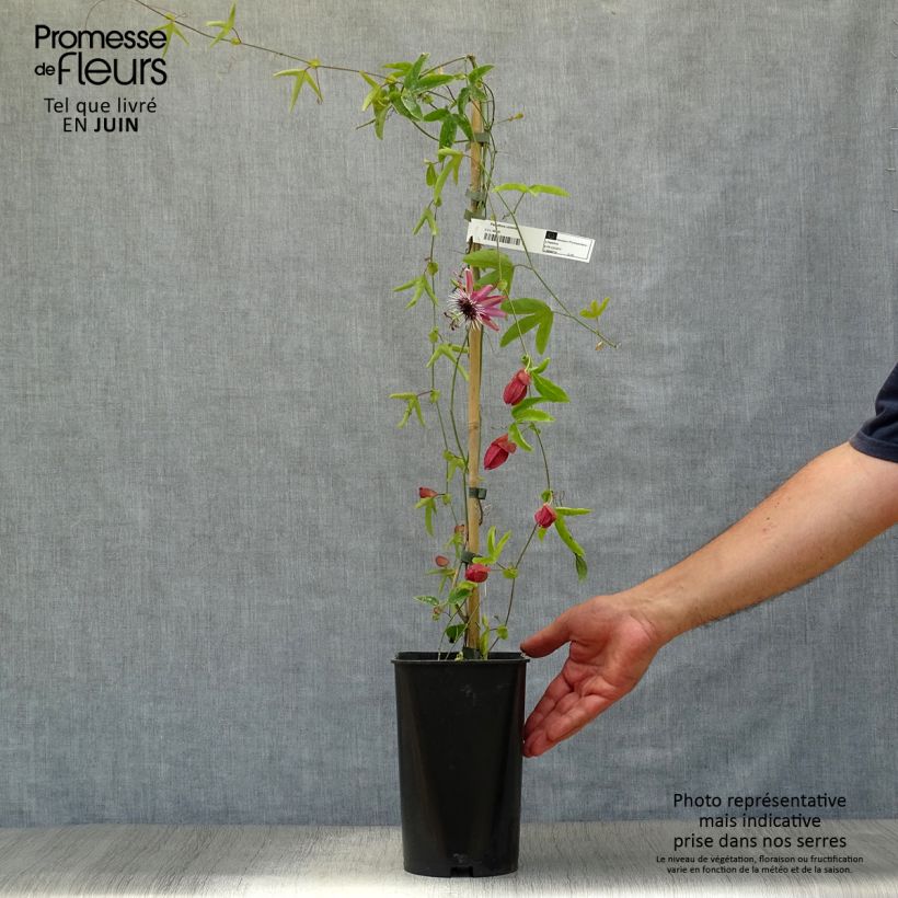 Ejemplar de Passiflora Victoria - Flor de la pasión Maceta 2L/3L entregado en verano