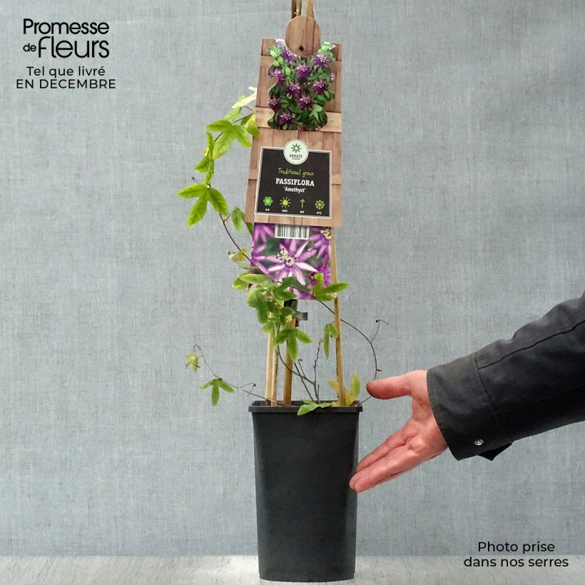 Passiflora Violacea - Flor de la pasión Maceta 2L/3L Ejemplar entregado en invierno