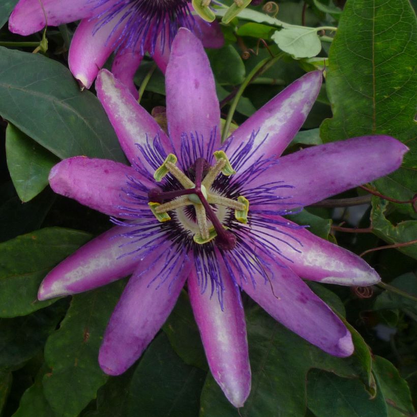 Passiflora Violacea - Flor de la pasión (Floración)