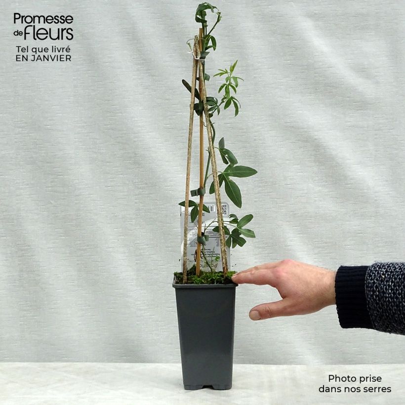 Passiflora caerulea Constance Elliot - Flor de la pasión Maceta 2L/3L Ejemplar entregado en invierno