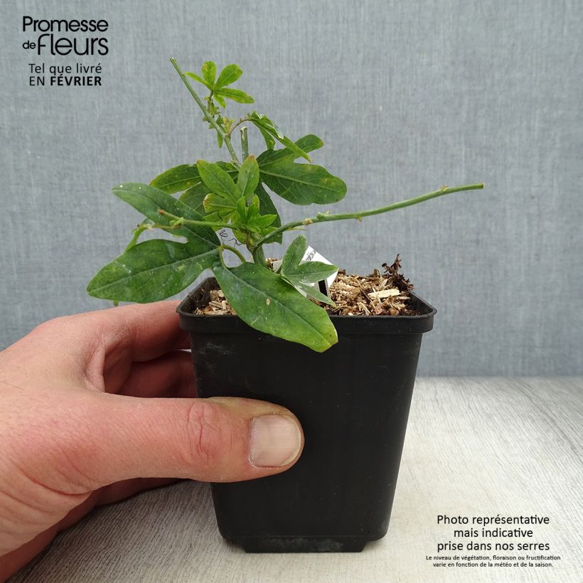 Passiflora caerulea - Flor de la pasión Maceta de 8/9 cm Ejemplar entregado en invierno