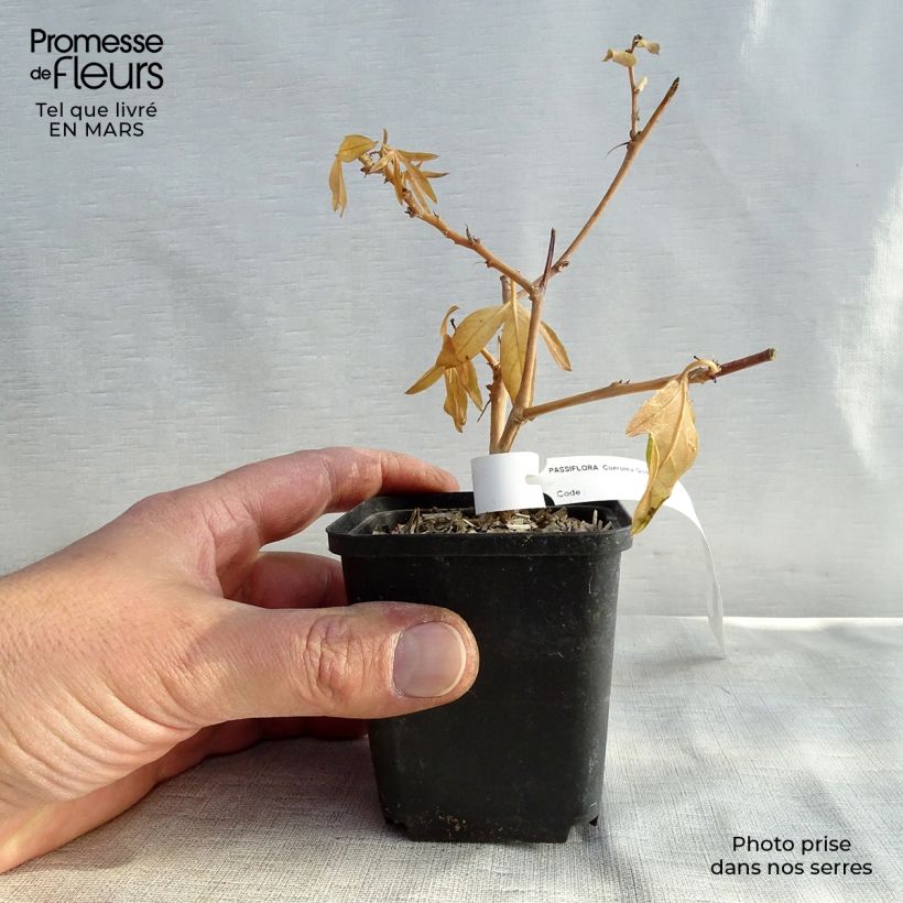 Passiflora caerulea - Flor de la pasión Maceta de 8/9 cm Ejemplar entregado en la primavera
