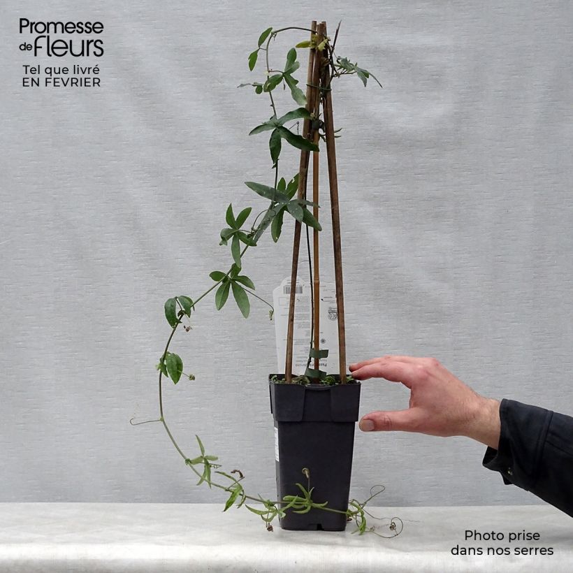 Passiflora caerulea - Flor de la pasión Maceta 2L/3L Ejemplar entregado en invierno