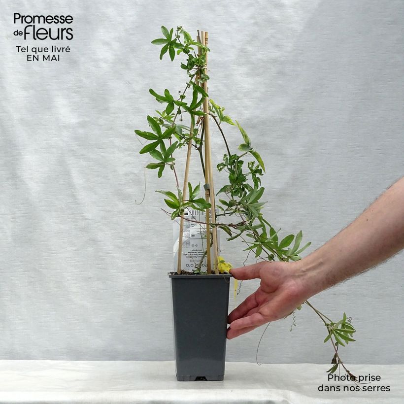 Passiflora caerulea - Flor de la pasión Maceta 2L/3L Ejemplar entregado en la primavera