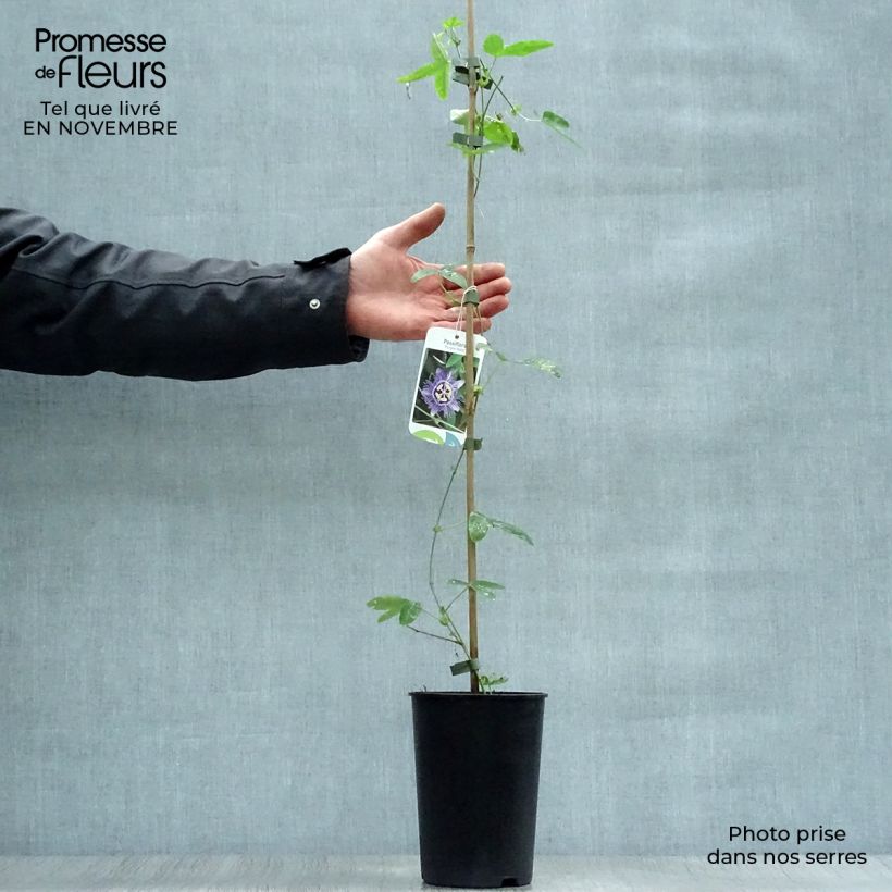 Ejemplar de Passiflora caerulea Purple Haze - Flor de la pasión Maceta 2L/3L entregado en otoño