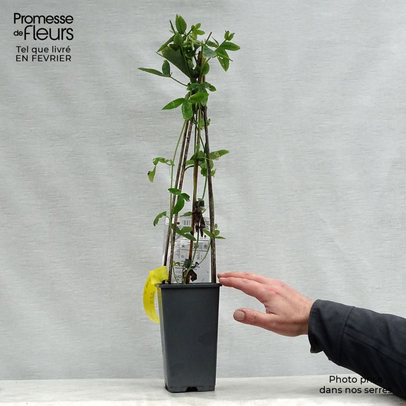 Passiflora caerulea Purple Haze - Flor de la pasión Maceta 2L/3L Ejemplar entregado en invierno