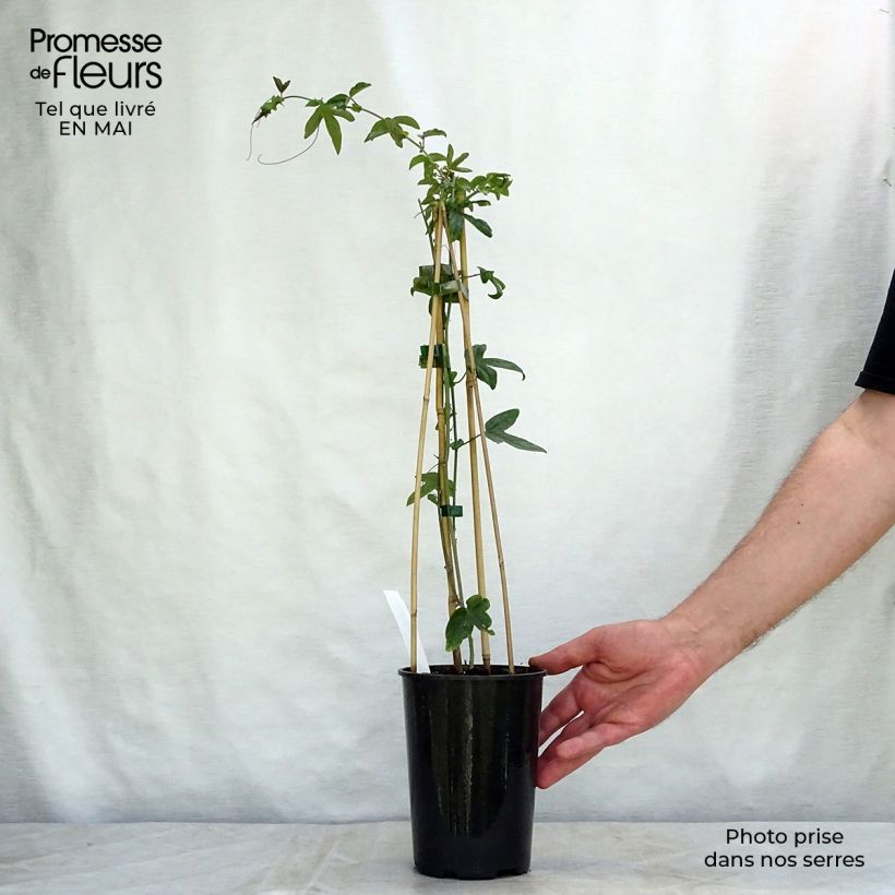 Passiflora caerulea Purple Haze - Flor de la pasión Maceta 2L/3L Ejemplar entregado en la primavera