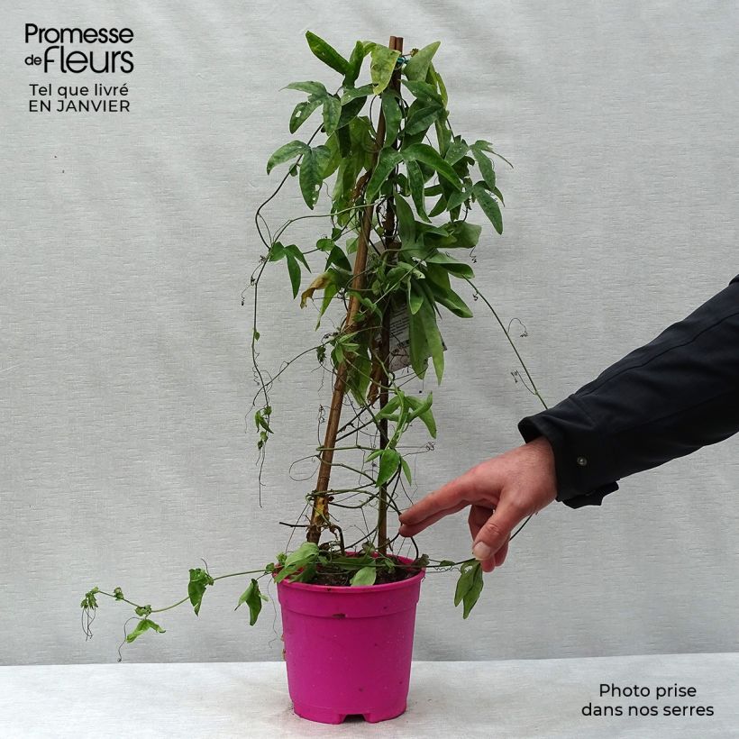 Passiflora caerulea x racemosa - Flor de la pasión Maceta 2L/3L Ejemplar entregado en invierno