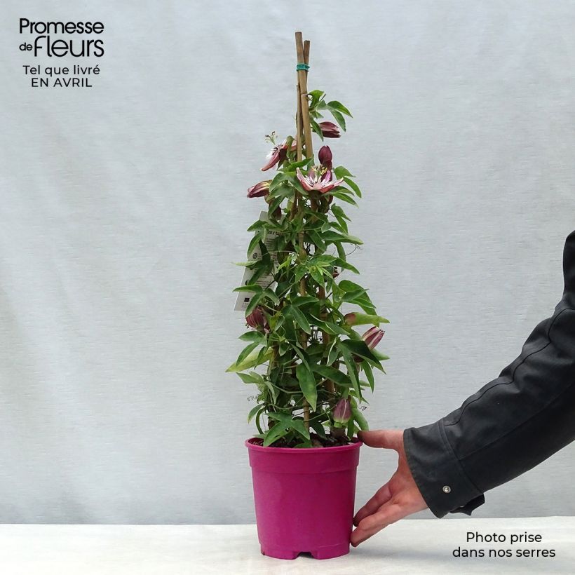 Passiflora caerulea x racemosa - Flor de la pasión Maceta 2L/3L Ejemplar entregado en la primavera