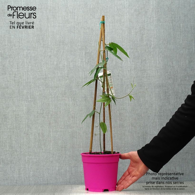 Passiflora insignis Pink Passion - Flor de la pasión Maceta 2L/3L Ejemplar entregado en invierno