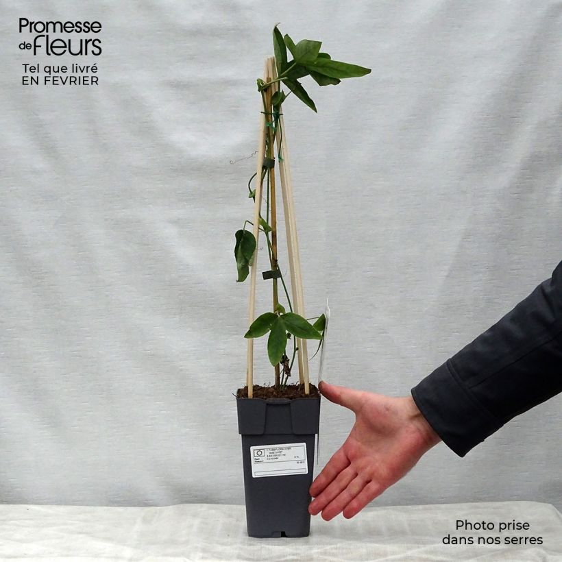 Passiflora Lavender Lady - Flor de la pasión Maceta 2L/3L Ejemplar entregado en invierno