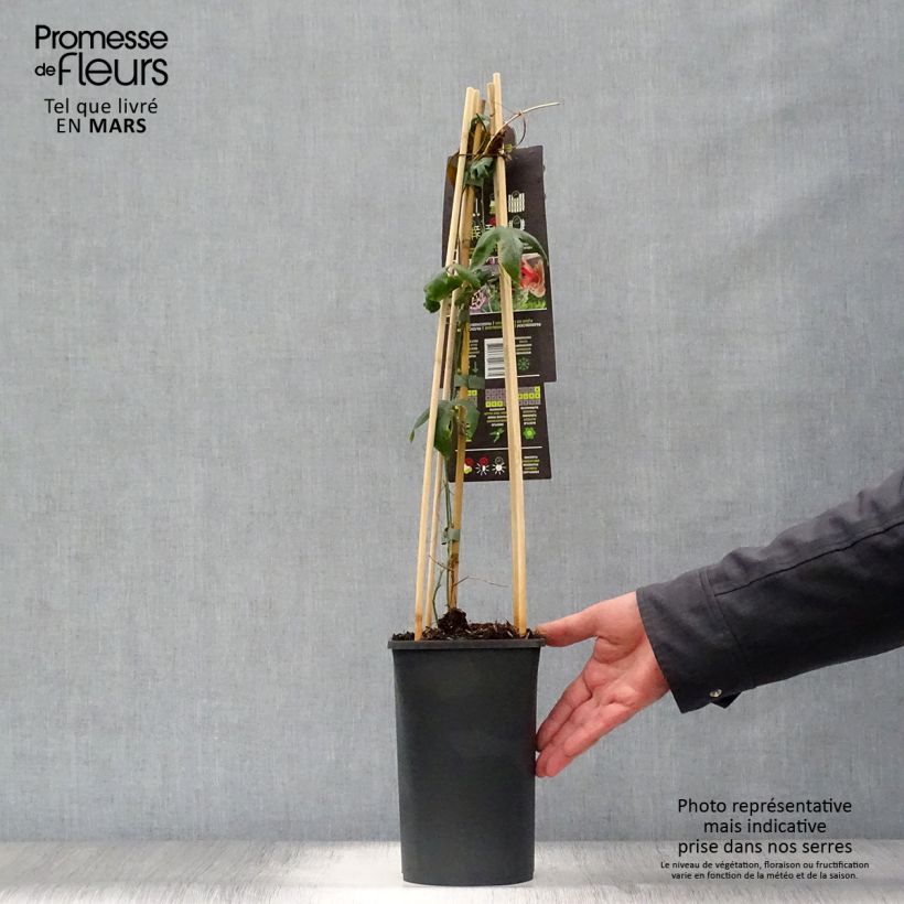 Passiflora Lavender Lady - Flor de la pasión Maceta 2L/3L Ejemplar entregado en la primavera