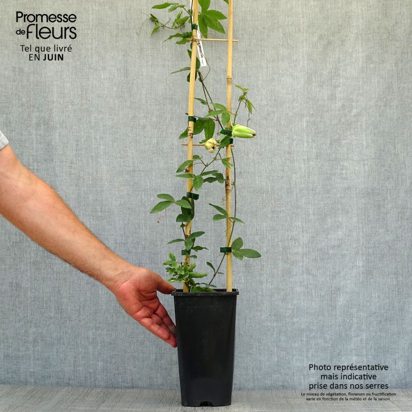 Ejemplar de Passiflora Damsel's Delight - Flor de la pasión Maceta 2L/3L entregado en verano